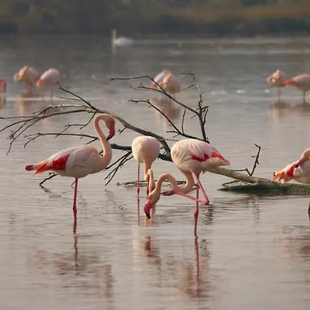 Reves D'o En Camargue, Clim Reversible, Parc Naturel Botel Vauvert