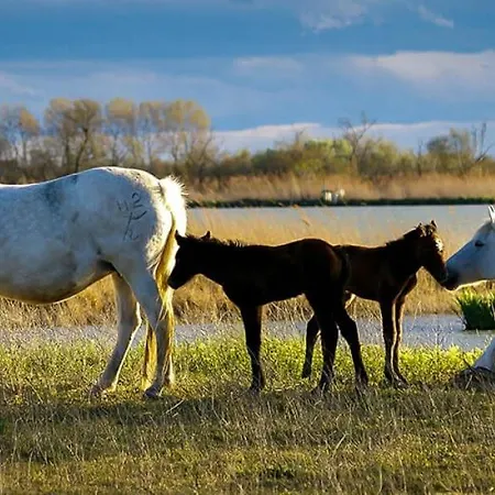 Reves D'o En Camargue, Clim Reversible, Parc Naturel Botel *