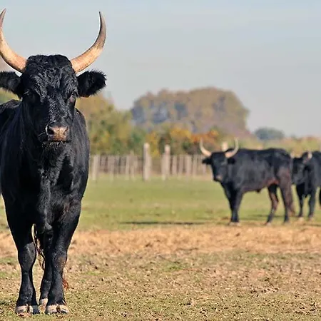 Reves D'o En Camargue, Clim Reversible, Parc Naturel