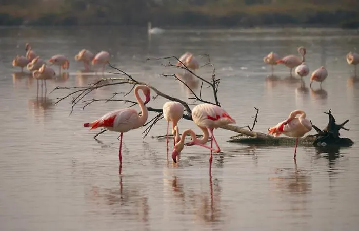 Reves D'o En Camargue, Clim Reversible, Parc Naturel Hotel na wodzie Vauvert