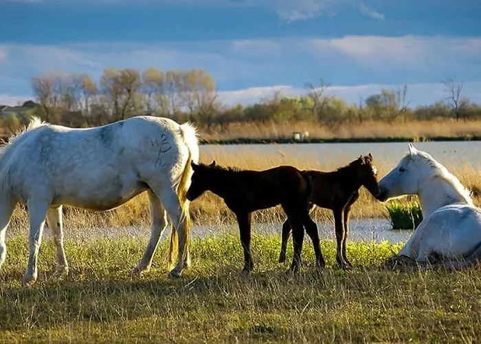 Reves D'o En Camargue, Clim Reversible, Parc Naturel Hotel na wodzie *